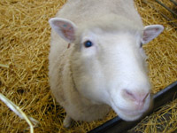 Click for a
big picture
of Dolly