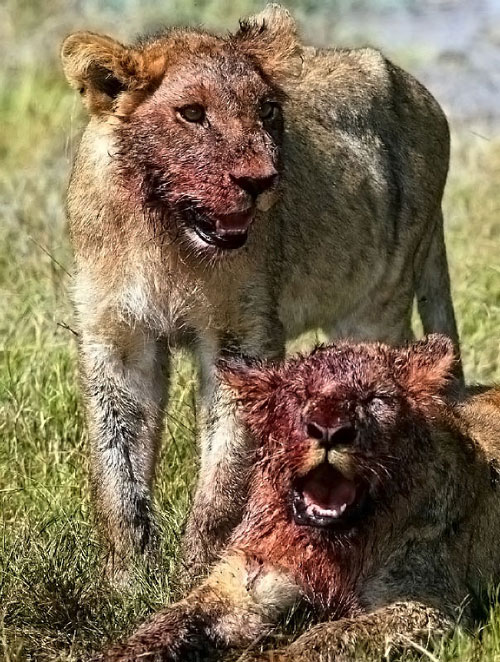 kenya animals lion. Kenya HE Elisabeth Barbier