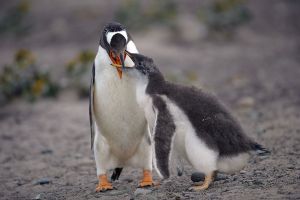 Gentoo Feeding