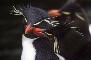 Rockhoppers Preening