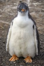 Gentoo Chick