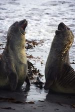 These are not Penguins