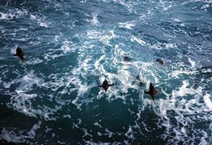 Rockhoppers in Water