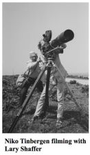 Niko Tinbergen filming with Lary Shaffer