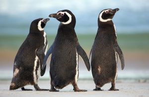 Magellanics on Beach