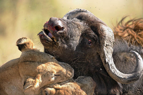 buffalo eaten by lion
