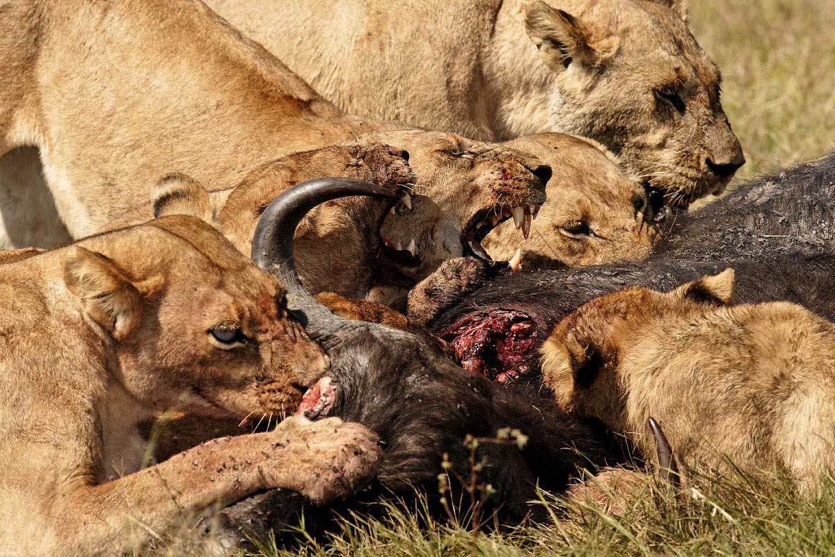 The Lions eat well tonight | Animals eating Animals